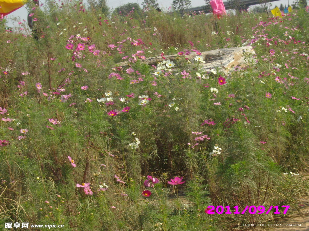 格桑花