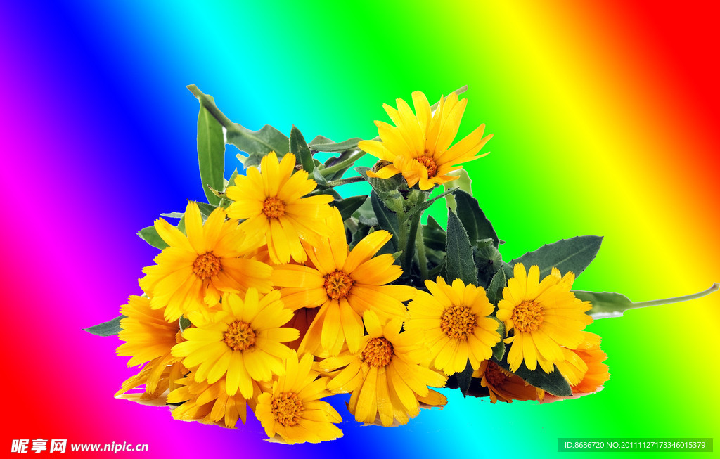 菊花