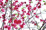 桃花绿叶