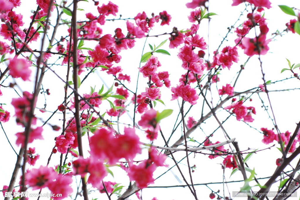 桃花绿叶