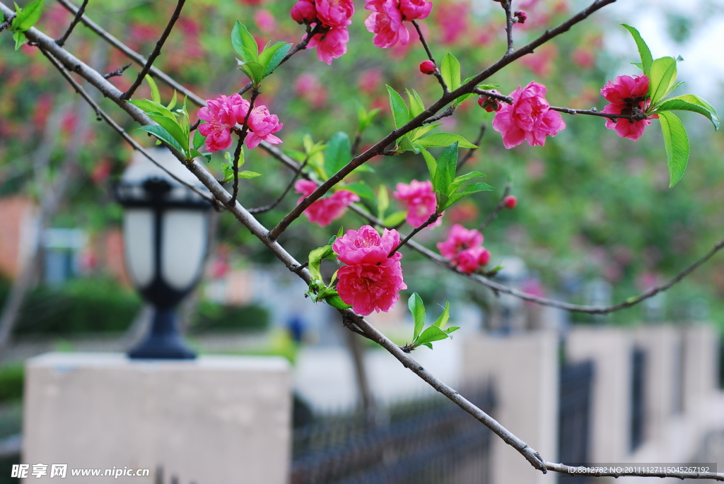桃花绿叶