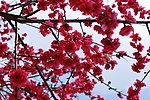 桃花绿叶