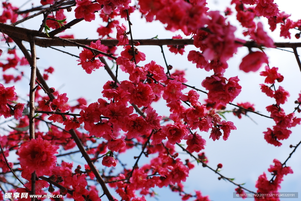 桃花绿叶