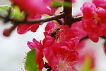 桃花绿叶蜜蜂