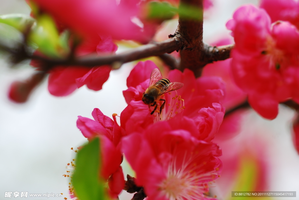 桃花绿叶蜜蜂