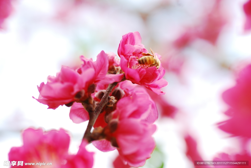 桃花盛开