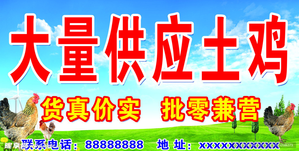 土鸡