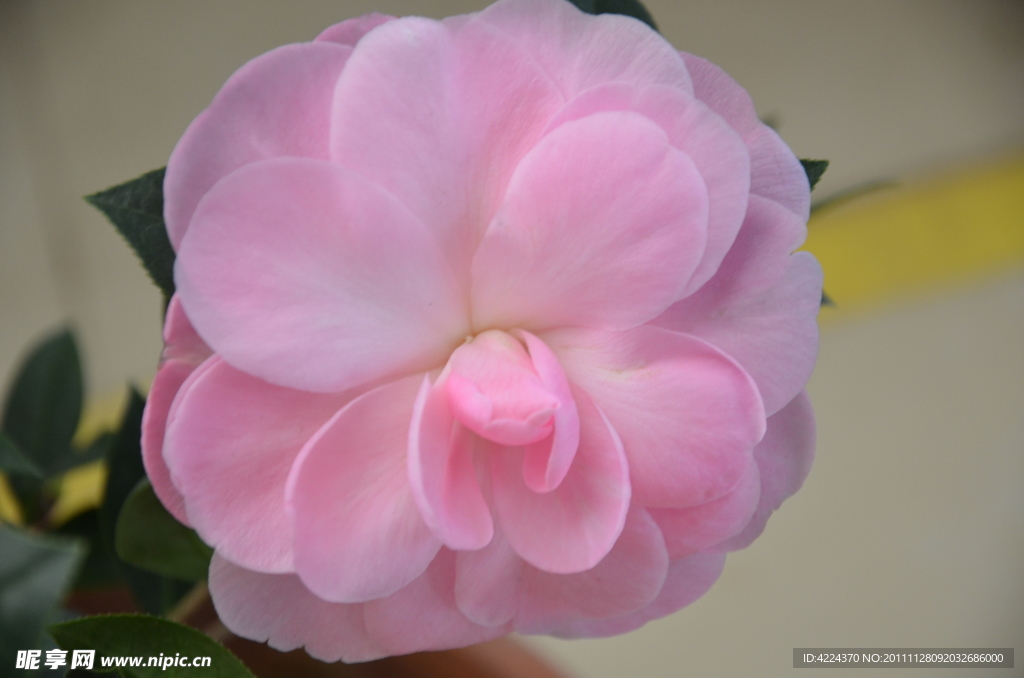 山茶花