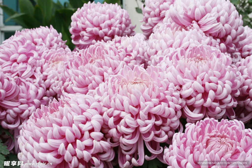 菊花