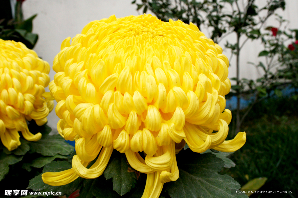 菊花