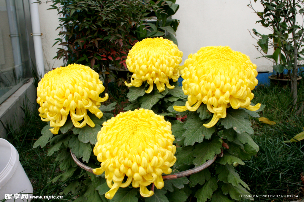 菊花