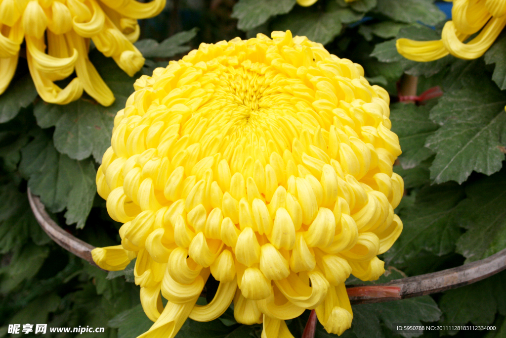 菊花