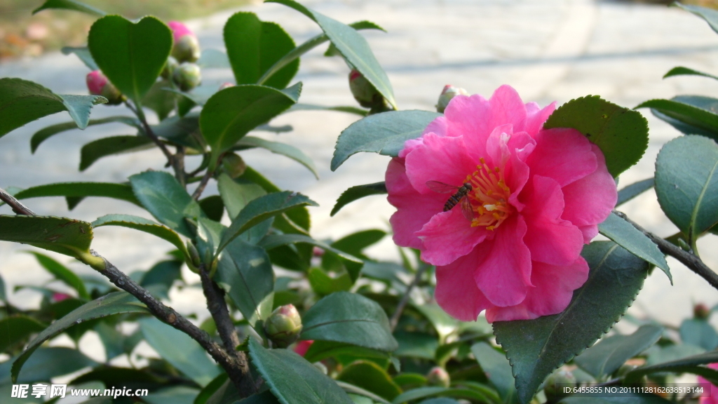 茶花