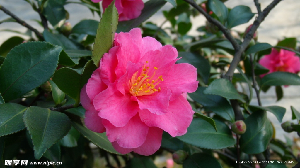茶花