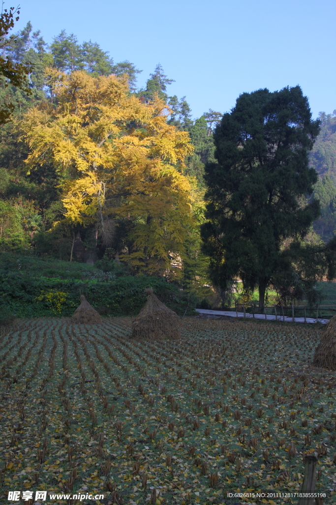 秋日的田野