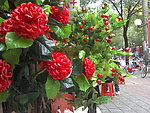 花朵家居饰品