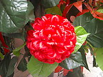 花朵家居饰品
