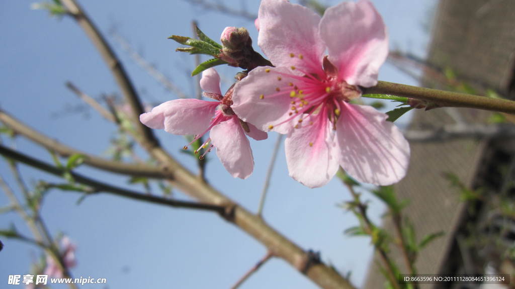 桃花