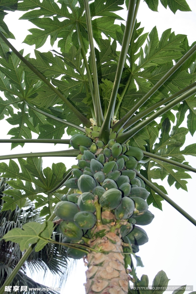 木瓜