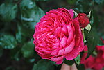 月季花红色达芬奇