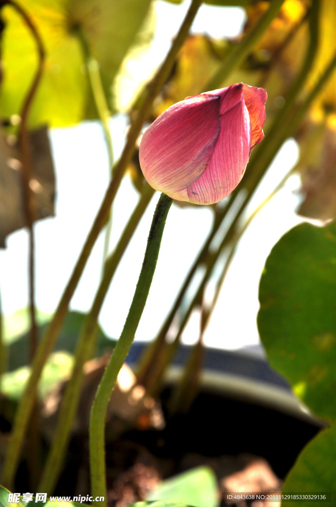 荷花