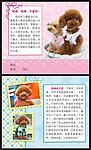 泰迪犬宠物狗