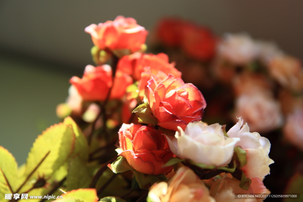 玫瑰花