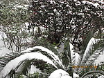 雪景