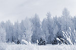 雪中树林