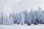 冬季雪景