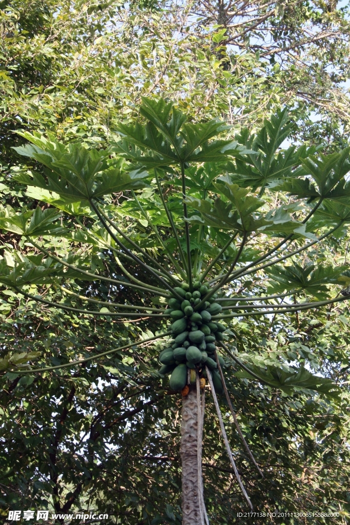木瓜