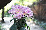 紫萝兰菊花