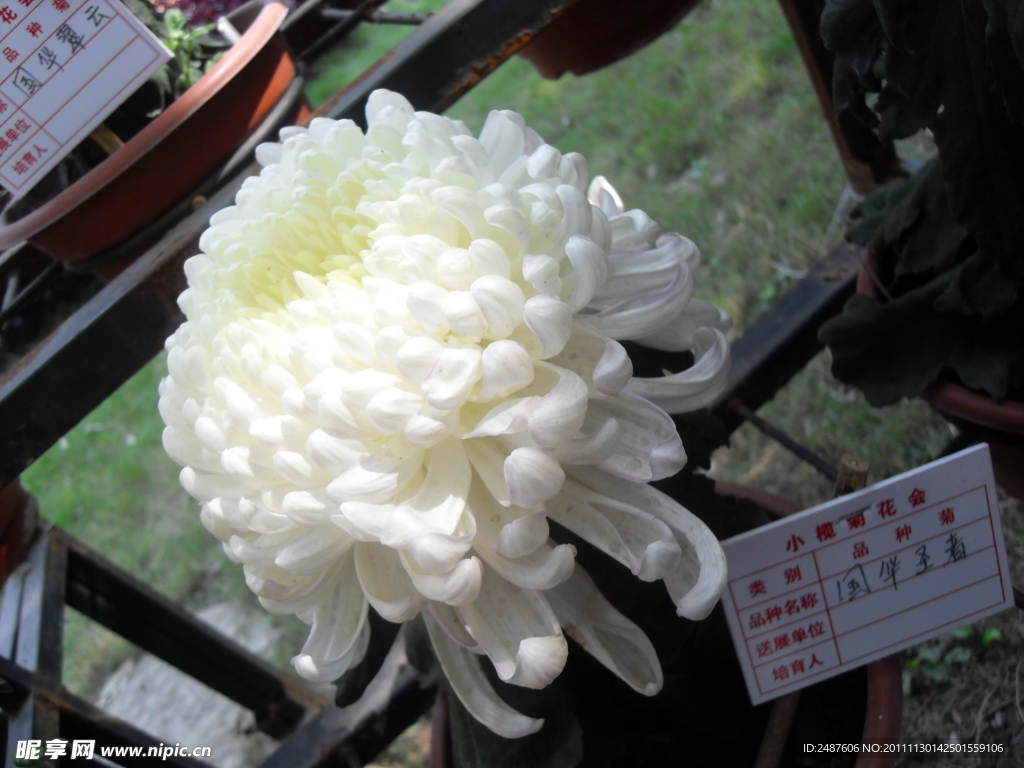 白菊花