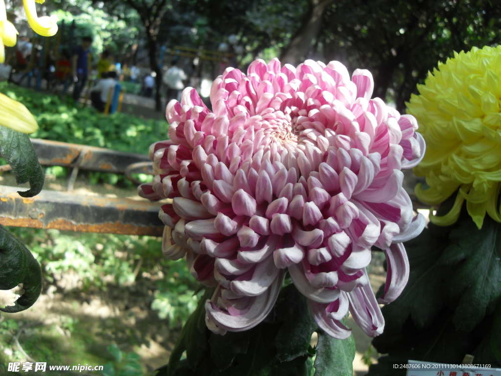 紫菊