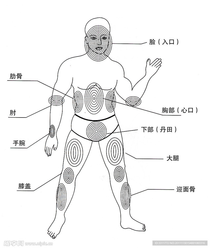 跆拳道身体重要攻击部位示意图
