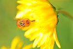 蜜蜂 菊花