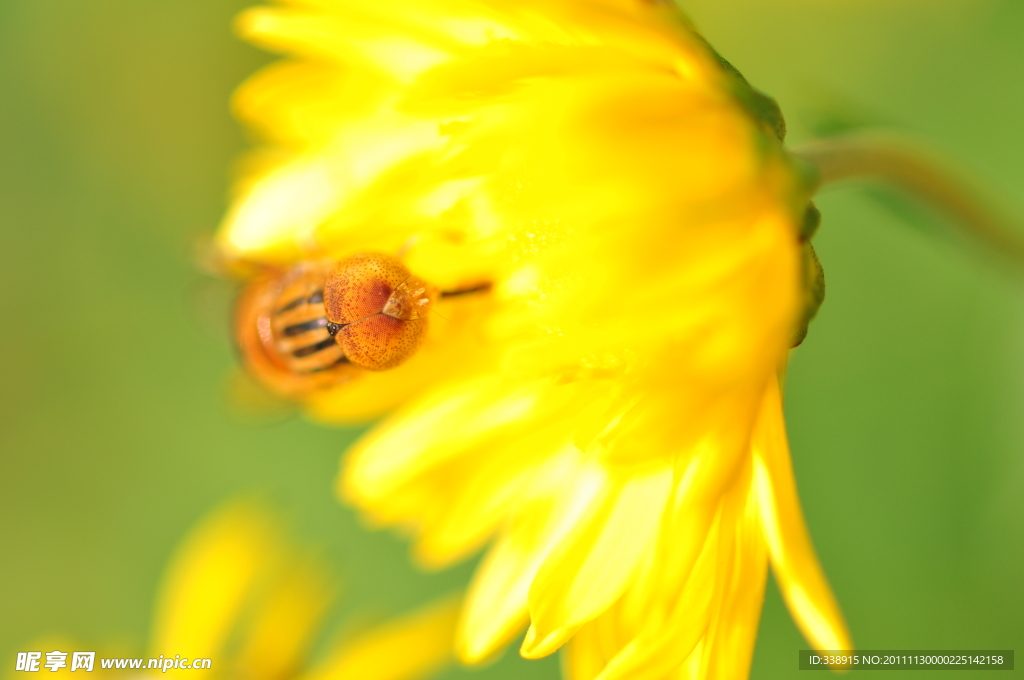 蜜蜂 菊花