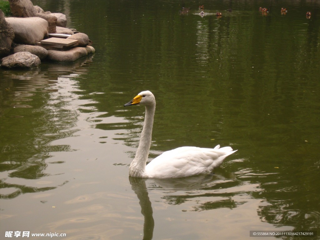 鹅与湖