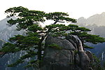 松树