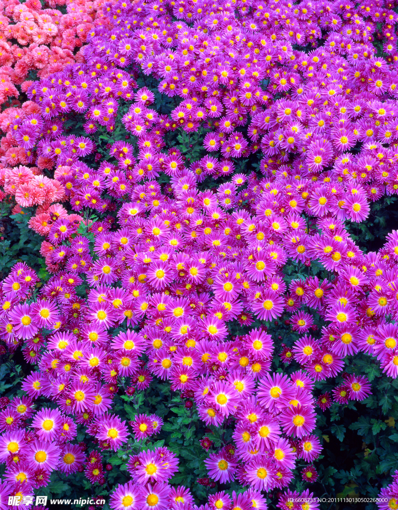 美丽花海