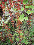 野苹果