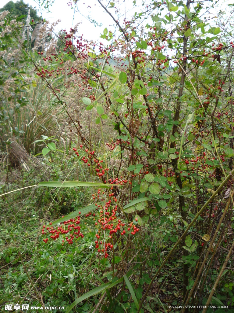 野苹果