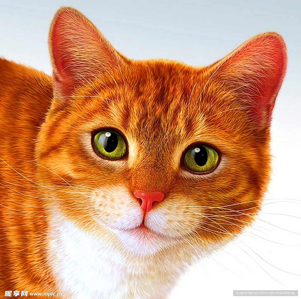 猫咪