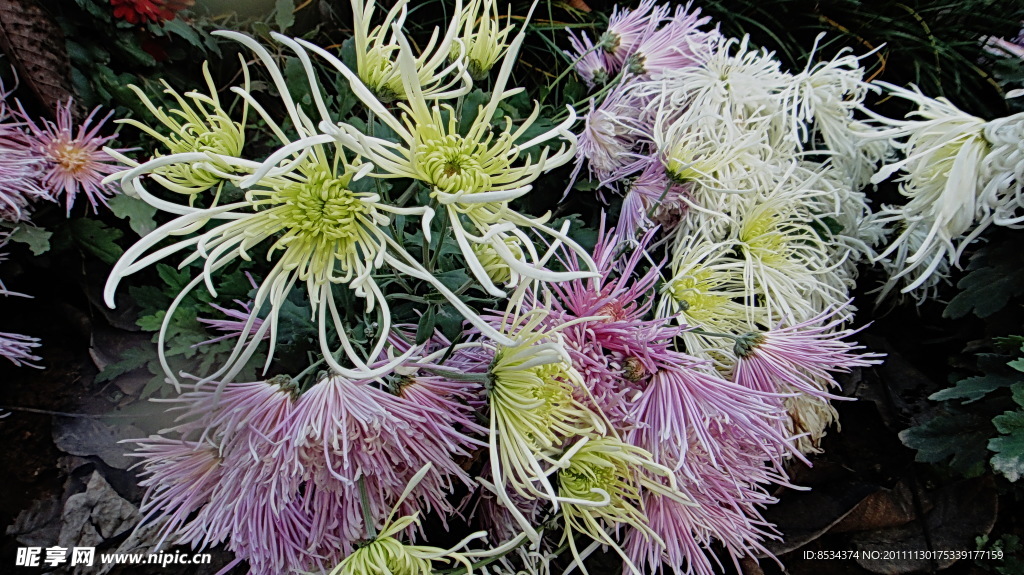 菊花