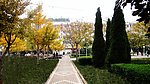 银杏与钻柏