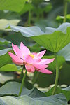 莲花图