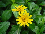 蟛蜞菊