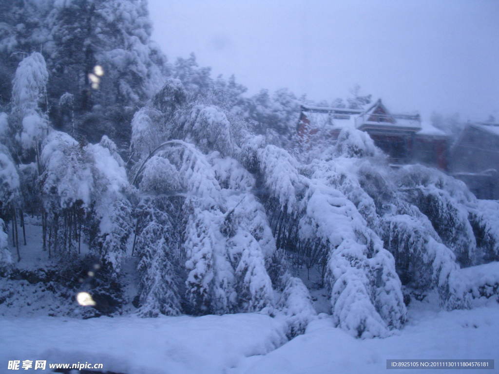 大雪压枝低