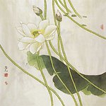 工笔荷花