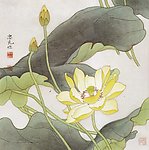 荷花